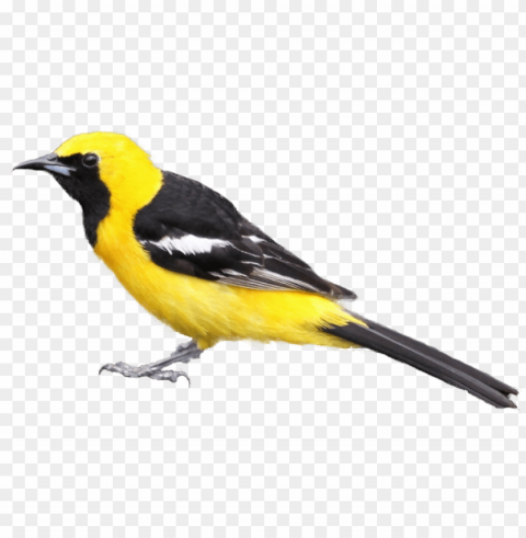 black and yellow bird Alpha channel PNGs
