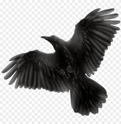 Black Bird Transparent PNG Pictures Complete Compilation