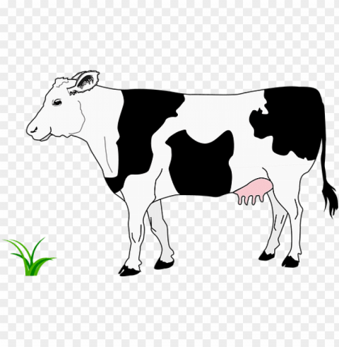 black blanche cow grass noire white cow co - cow image black and white PNG images with alpha transparency diverse set