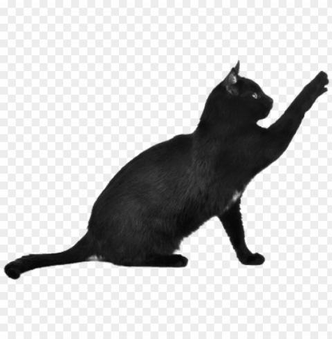 black cat scratching - black and white cat transparent Clear background PNG images diverse assortment