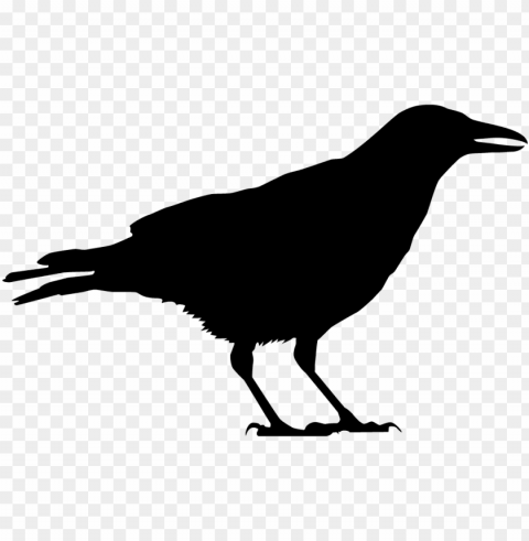 black crow silhouette Clean Background Isolated PNG Image