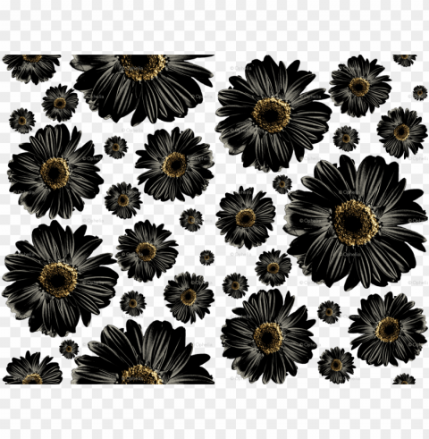 black daisies Isolated PNG Image with Transparent Background
