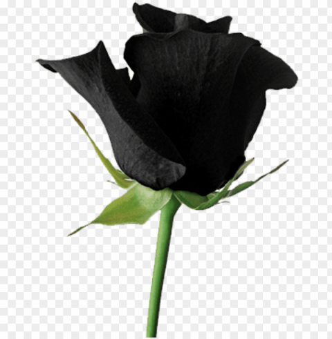 black goth tumblr aesthetic rose flower goth flowers - roses black tumblr Transparent background PNG artworks