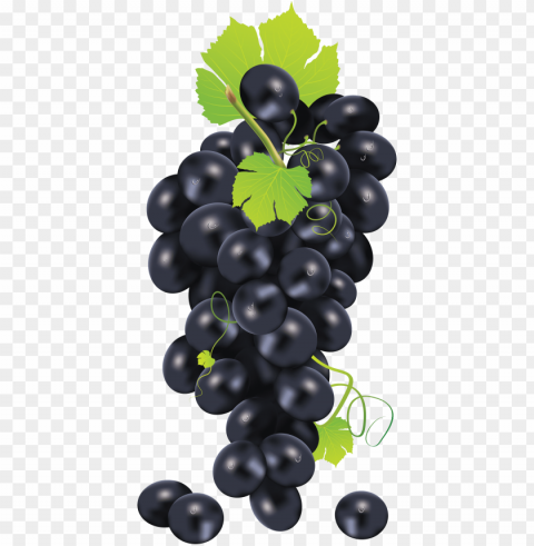 black grape image - grape vector PNG images with alpha channel diverse selection