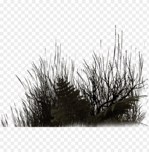 black grass png download - vegetation render Transparent pics