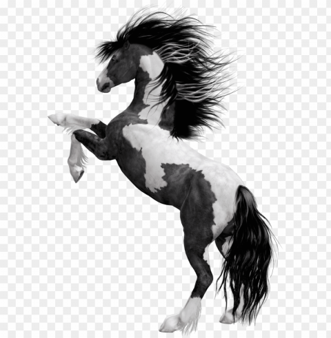 black horse hd PNG files with no royalties