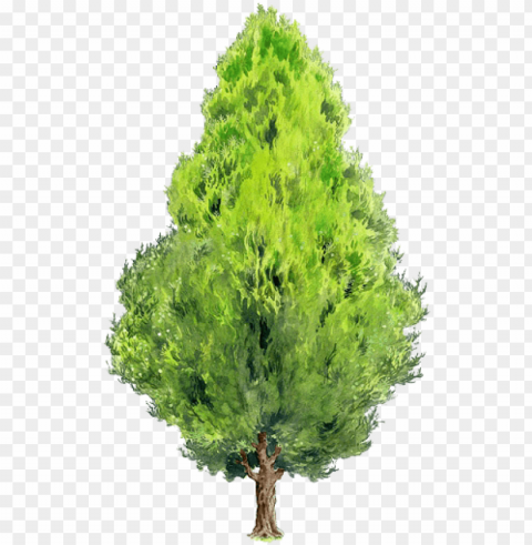 black locust tree painting green elements transprent - thuja orientalis Clear PNG pictures free