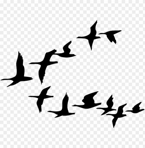 black outline canada drawing silhouette white - birds flying clip art PNG with transparent overlay