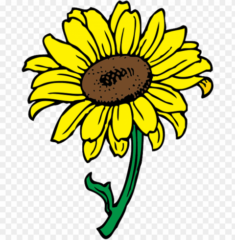 Black Outline Yellow Drawing Sun Flower White - Sunflower Clip Art Transparent PNG Isolated Graphic Element