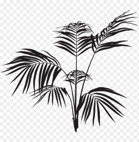 Black Palm Leaves HighQuality PNG Isolated Illustration