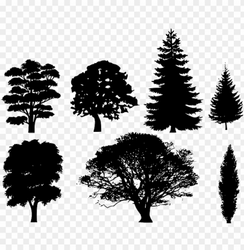 black trees deciduous needles shape treetop crown - draw a tree silhouette Transparent PNG Artwork with Isolated Subject