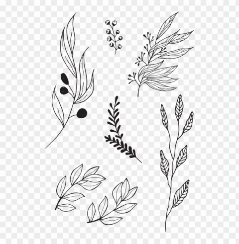 black twigs set - olive leaves tattoo Isolated Subject in Transparent PNG