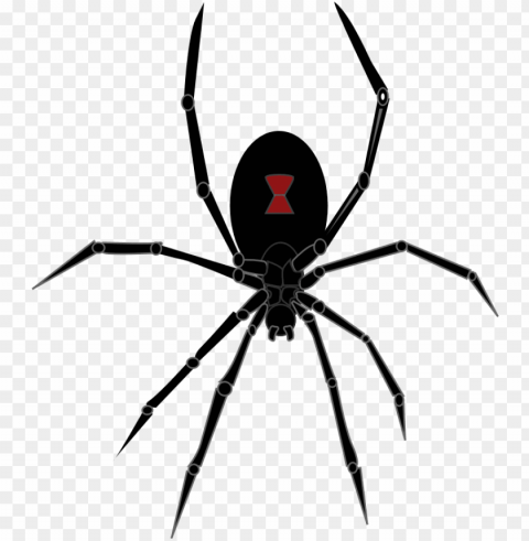 black widow spider - black widow spider Isolated Design Element in Transparent PNG