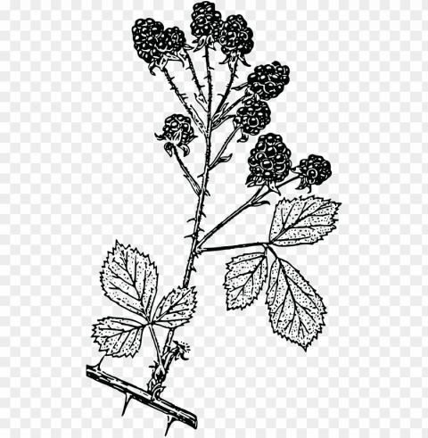  - blackberry branch drawi Isolated Character on HighResolution PNG