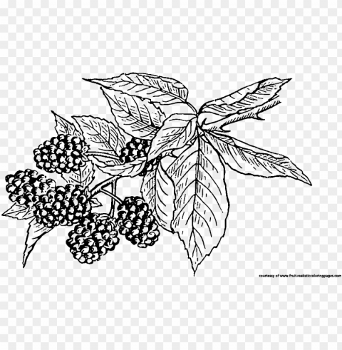 blackberry clipart berry plant - blackberry fruit black white PNG files with transparent canvas extensive assortment