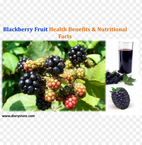blackberry fruit PNG without background