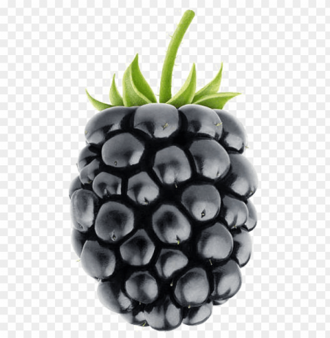 Blackberry Fruit Image Background - Blackberry Fruit PNG Transparent Designs