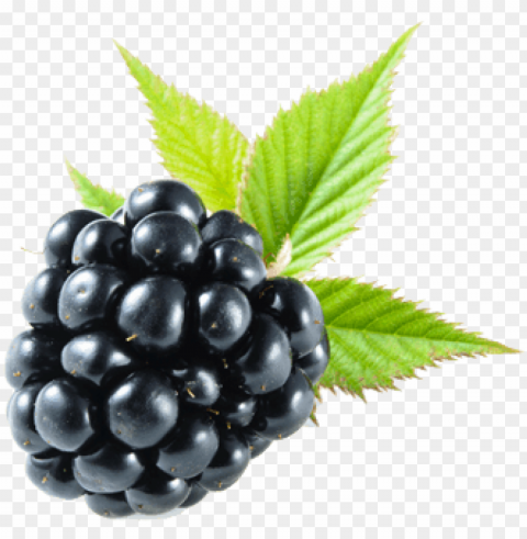 blackberry - blackberry fruit no background Transparent art PNG