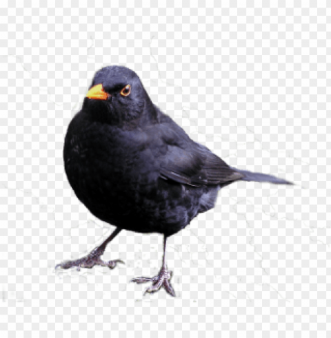 blackbird Transparent Background Isolation of PNG