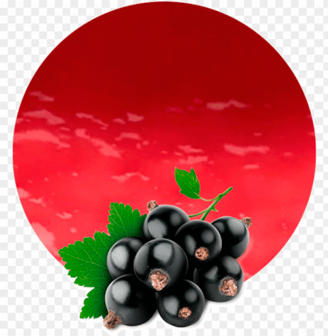 blackcurrant pomace - black currant fruit Transparent PNG vectors