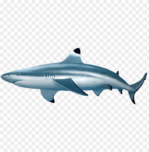 blacktip reef shark - blacktip reef shark transparent Clean Background Isolated PNG Icon