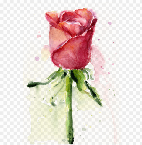 bleed area may not be visible - rose watercolor PNG with clear transparency