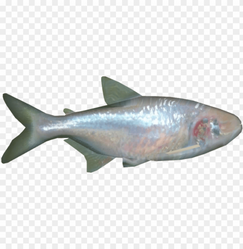 blind cave fish - european bass Transparent Background PNG Isolated Art