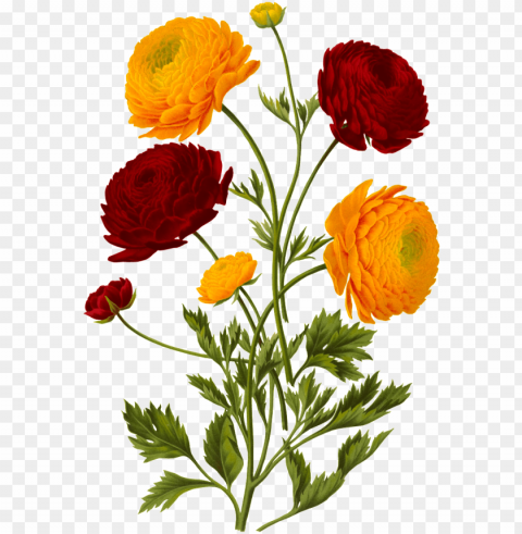 blooming flowers decorative element - illustratio PNG for web design