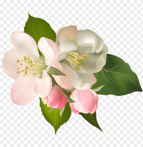 blossom spring fower - pear blossom flower Isolated Object in HighQuality Transparent PNG