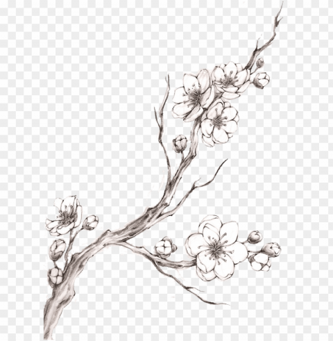 blossom tattoo watercolor transprent free download - cherry blossom tattoo black and white PNG file without watermark