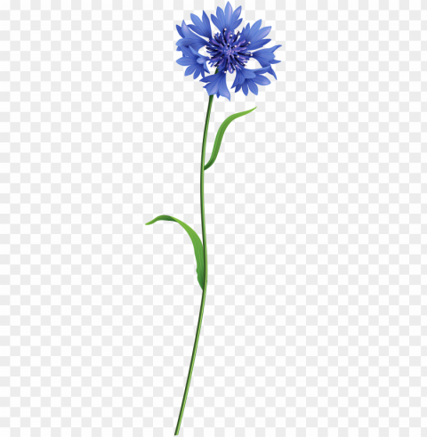 blue field flower clip art image - field flower High-resolution PNG