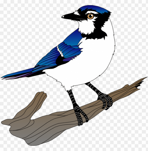 blue jay Transparent Background Isolation in PNG Format