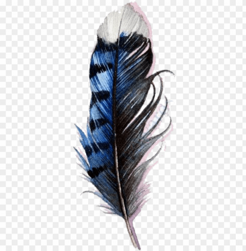 blue jay feather watercolor PNG clipart with transparency