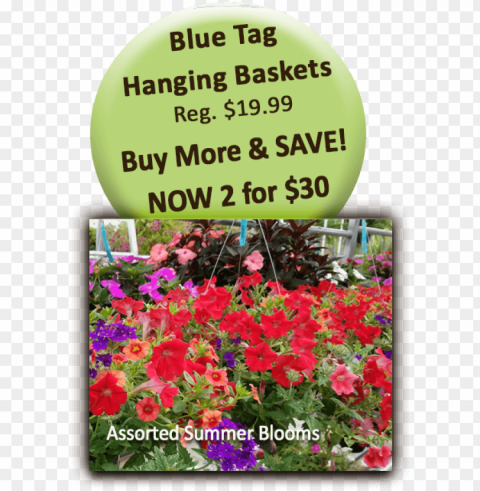 blue tag hanging baskets - impatiens Isolated Object with Transparency in PNG