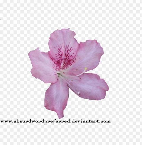 blue transparent flower crown PNG high quality PNG transparent with Clear Background ID cbe2d017