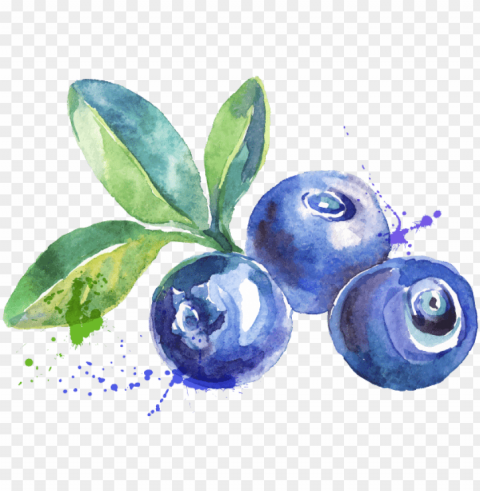 blueberry watercolor PNG transparent photos mega collection