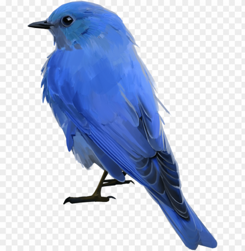 Bluebird - Mountain Bluebird Transparent PNG Graphics Bulk Assortment