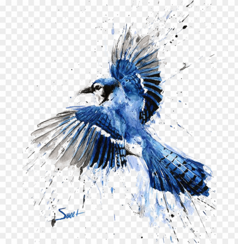 bluejay drawing watercolor - blue jay watercolor painti PNG for online use