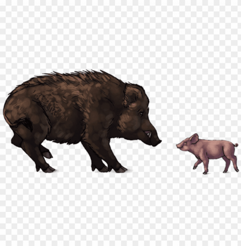 boar download image - pigs and warthogs Clear Background Isolated PNG Illustration