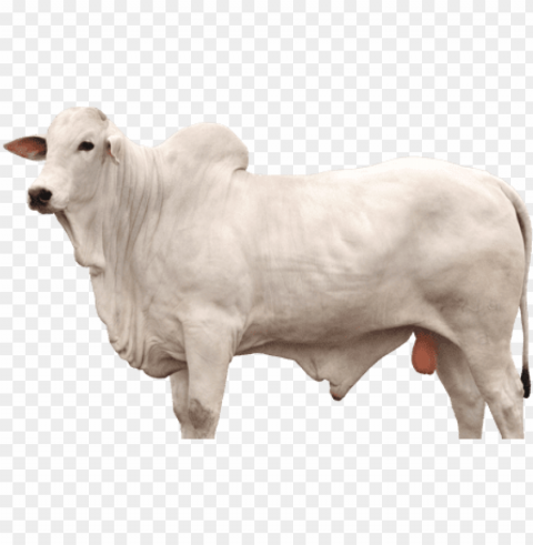boi nelore - cattle Clear PNG pictures package