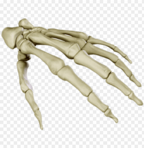 bones of the hand - skeleton hand Isolated Icon with Clear Background PNG