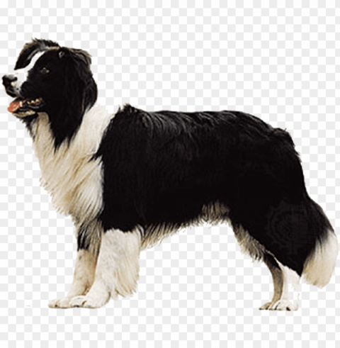 border collie do No-background PNGs PNG transparent with Clear Background ID 9e8014eb