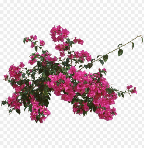 bougainvillea outdoors or as - bougainvillea fungus Transparent PNG graphics assortment