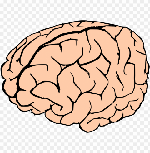 brain - brain clipart no background PNG Image Isolated with High Clarity