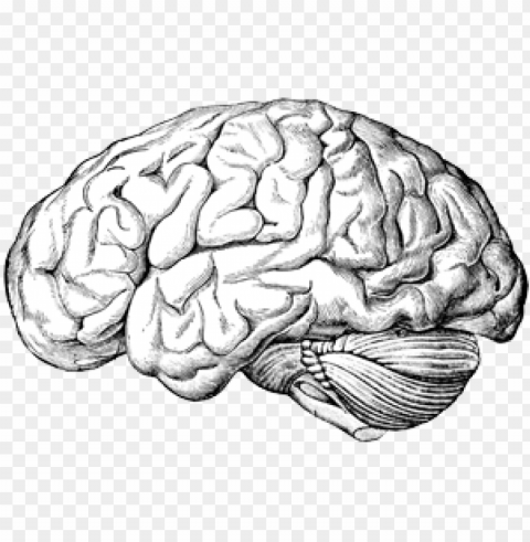 Brain Old Drawing PNG Isolated Object With Clear Transparency