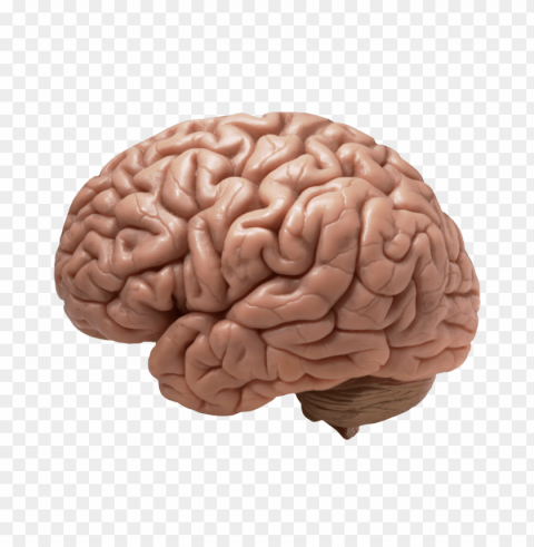 brain realistic PNG Isolated Subject on Transparent Background PNG transparent with Clear Background ID e8d7fa8c