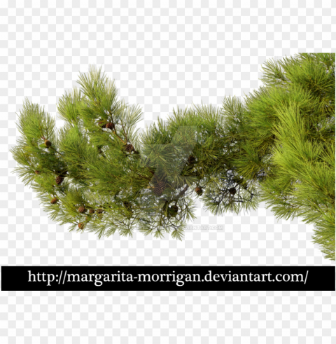 branch by margarita morrigan - pine tree branch Transparent background PNG images comprehensive collection