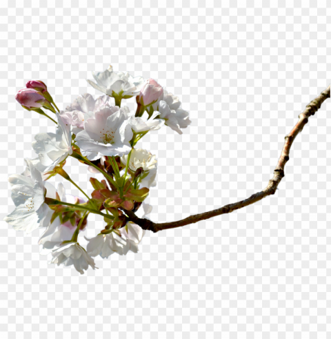 branch cherry blossom cherry tree cherry branche - cherry blossom PNG images transparent pack