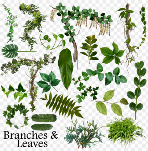 branch leaves image library library - leaf branches Isolated Artwork on Clear Background PNG