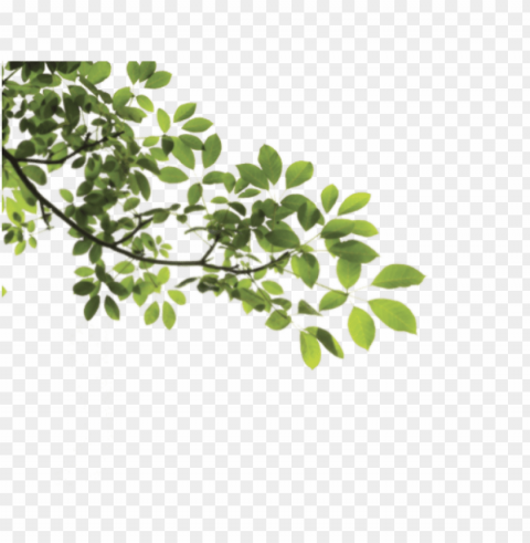 branch - tree branch Free PNG images with alpha transparency